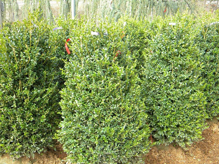 BUXUS NEWPORT BLUE 42 and 48